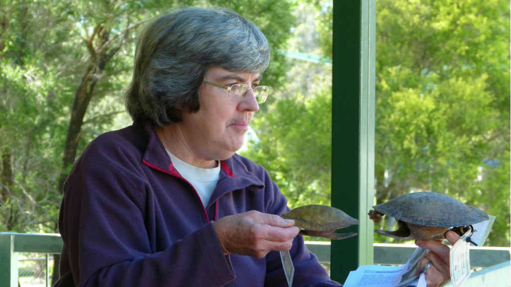 Marilyn Connell talks about identifying turtle species. Marilyn Connell talks about identifying turtle species.